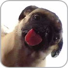 Dog Licker Live Wallpaper FREE أيقونة