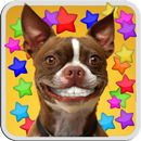 DOG SMILES LIVE WALLPAPER APK