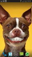 DOG SMILES LIVE WALLPAPER capture d'écran 1