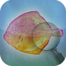 Fishbook APK