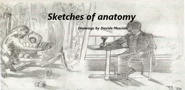 Sketches of anatomy