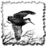 ”Giornale di caccia