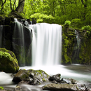 Entspannender Wald APK