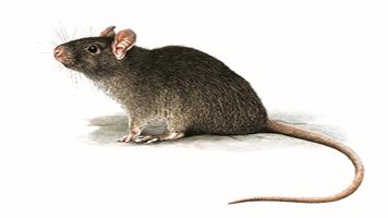 Pro Anti Rat capture d'écran 1