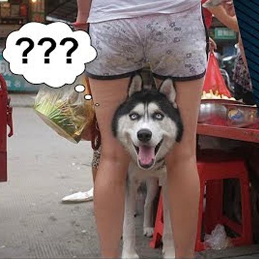 Funny Images - Memes For Whatsapp