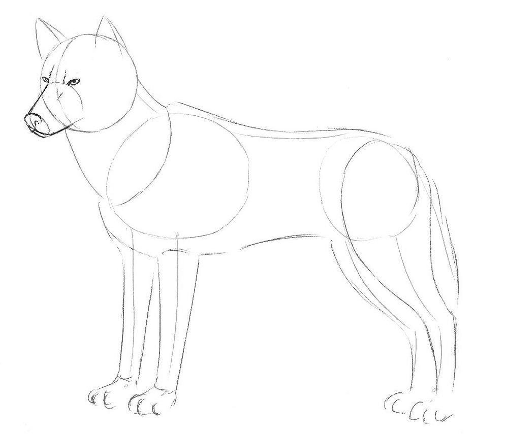 Как нарисовать волка легко и просто для детей