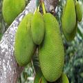 Jackfruit Familiarity