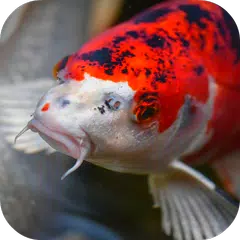 Japanese Koi Fish Wallpaper APK download