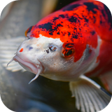 APK Japanese Koi Fish Wallpaper