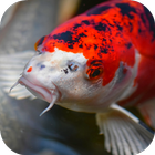 Peces koi japonés icono