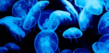 Jellyfish Video Live Wallpaper