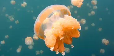 Jellyfish. Video Wallpaper