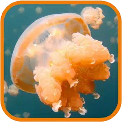 Jellyfish. Video Wallpaper APK 下載