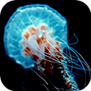 Jellyfish 3D Live Wallpapers APK
