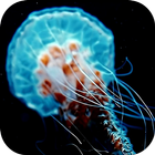 Jellyfish 3D Live Wallpapers simgesi