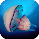 Jellyfish Live Wallpaper APK