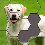 Hexa Jigsaw Puzzle ®