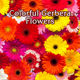 Colorful Gerbera Flowers simgesi