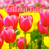 Colorful Tulip icon