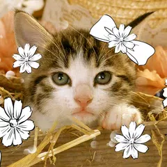 Cat Wallpaper Chaton APK Herunterladen