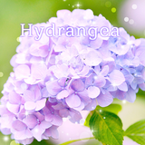 Hydrangea Theme +HOME APK