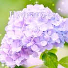 Hydrangea 图标