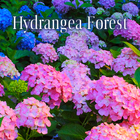 Hydrangea Forest Zeichen