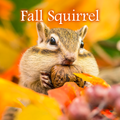 Wallpaper Tema Fall Squirrel