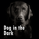 Wallpaper-Dog in the Dark- aplikacja