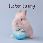 Easter Bunny أيقونة