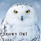 Snowy Owl ikona