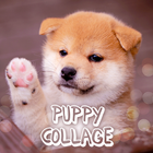 Puppy Collage icon