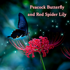 Butterfly and Red Spider Lily biểu tượng