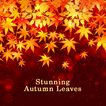 Stunning Autumn Leaves Theme