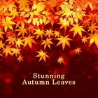 Stunning Autumn Leaves icône