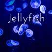 Jellyfish Tema