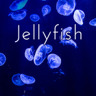 Jellyfish Zeichen