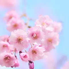 Happy Spring Day +HOMEテーマ