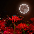 Red Spider Lily Theme APK