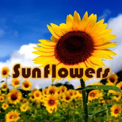 Sunflowers Theme +HOME APK download