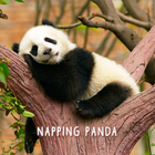 Napping Panda icono