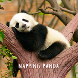 Napping Panda icono