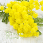 Cute Theme-Mimosa Flowers- icono