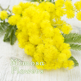 Wallpaper, ikon Mimosa Flowers APK