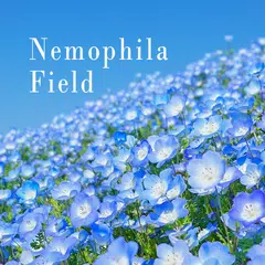 download Nemophila Field Theme APK