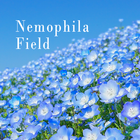 Nemophila Field-icoon