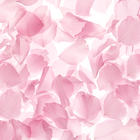 ikon Sheer Sakura