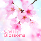 Lovely Theme-Cherry Blossoms- آئیکن