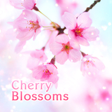 APK Lovely Theme-Cherry Blossoms-