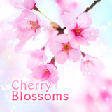 Lovely Theme-Cherry Blossoms- aplikacja